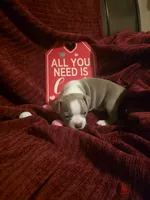 Lilac Boston Boy 2, a female Boston Terrier for sale in Abingdon, VA – Photo 4 of 8