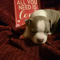 Lilac Boston Boy 2, a female Boston Terrier for sale in Abingdon, VA – Photo 3 of 8