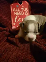 Lilac Boston Boy 2, a female Boston Terrier for sale in Abingdon, VA – Photo 3 of 8