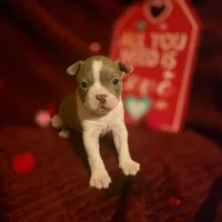 Lilac Boston Boy 1, a female Boston Terrier for sale in Abingdon, VA – Photo 3 of 9