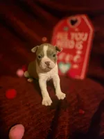 Lilac Boston Boy 1, a female Boston Terrier for sale in Abingdon, VA – Photo 3 of 9