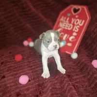 Lilac Boston Boy 1, a female Boston Terrier for sale in Abingdon, VA – Photo 5 of 9