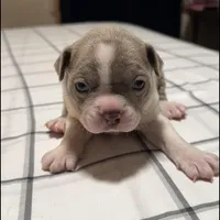 Lilac Boston Boy 1, a female Boston Terrier for sale in Abingdon, VA – Photo 9 of 9