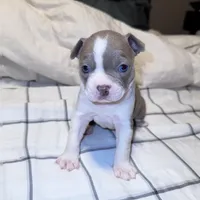 Lilac Boston Boy 1, a female Boston Terrier for sale in Abingdon, VA – Photo 2 of 9