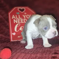 Lilac Boston Boy 1, a female Boston Terrier for sale in Abingdon, VA – Photo 7 of 9