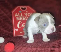Lilac Boston Boy 1, a female Boston Terrier for sale in Abingdon, VA – Photo 7 of 9