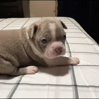 Lilac Boston Boy 1, a female Boston Terrier for sale in Abingdon, VA – Photo 6 of 9