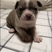 Lilac Boston Boy 1, a female Boston Terrier for sale in Abingdon, VA – Photo 4 of 9