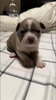 Lilac Boston Boy 1, a female Boston Terrier for sale in Abingdon, VA – Photo 4 of 9