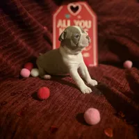 Lilac Boston Boy 1, a female Boston Terrier for sale in Abingdon, VA – Photo 1 of 9