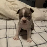 Lilac Boston Boy 1, a female Boston Terrier for sale in Abingdon, VA – Photo 8 of 9