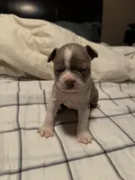 Lilac Boston Boy 1, a female Boston Terrier for sale in Abingdon, VA – Photo 8 of 9