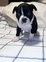 Tuxedo Boston Girl, a female Boston Terrier for sale in Abingdon, VA – Photo 5 of 5