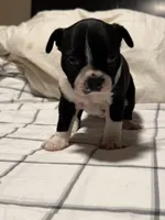 Tuxedo Boston Girl, a female Boston Terrier for sale in Abingdon, VA – Photo 3 of 5