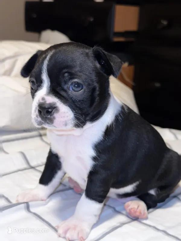 Tuxedo Boston Girl