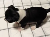 Tuxedo Boston Girl, a female Boston Terrier for sale in Abingdon, VA – Photo 2 of 5