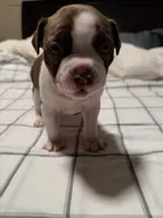 Chocolate Boston Girl, a female Boston Terrier for sale in Abingdon, VA – Photo 1 of 5