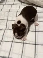 Chocolate Boston Girl, a female Boston Terrier for sale in Abingdon, VA – Photo 2 of 5