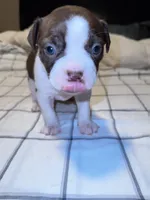 Chocolate Boston Girl, a female Boston Terrier for sale in Abingdon, VA – Photo 3 of 5