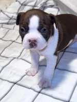 Chocolate Boston Girl, a female Boston Terrier for sale in Abingdon, VA – Photo 5 of 5