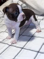 Chocolate Boston Girl, a female Boston Terrier for sale in Abingdon, VA – Photo 4 of 5
