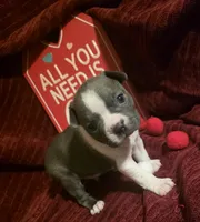 Blue Boston Boy, a female Boston Terrier for sale in Abingdon, VA – Photo 2 of 5