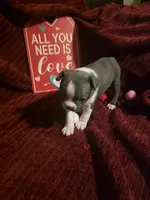 Blue Boston Boy, a female Boston Terrier for sale in Abingdon, VA – Photo 3 of 5