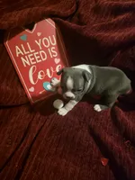 Blue Boston Boy, a female Boston Terrier for sale in Abingdon, VA – Photo 5 of 5