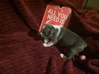 Blue Boston Boy, a female Boston Terrier for sale in Abingdon, VA – Photo 4 of 5