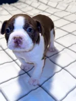 Seal Boston Girl, a female Boston Terrier for sale in Abingdon, VA – Photo 3 of 4