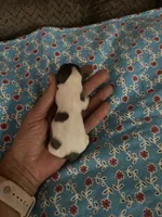 Milo (long coat), a male Chihuahua for sale in Brenham, TX – 2 of 7