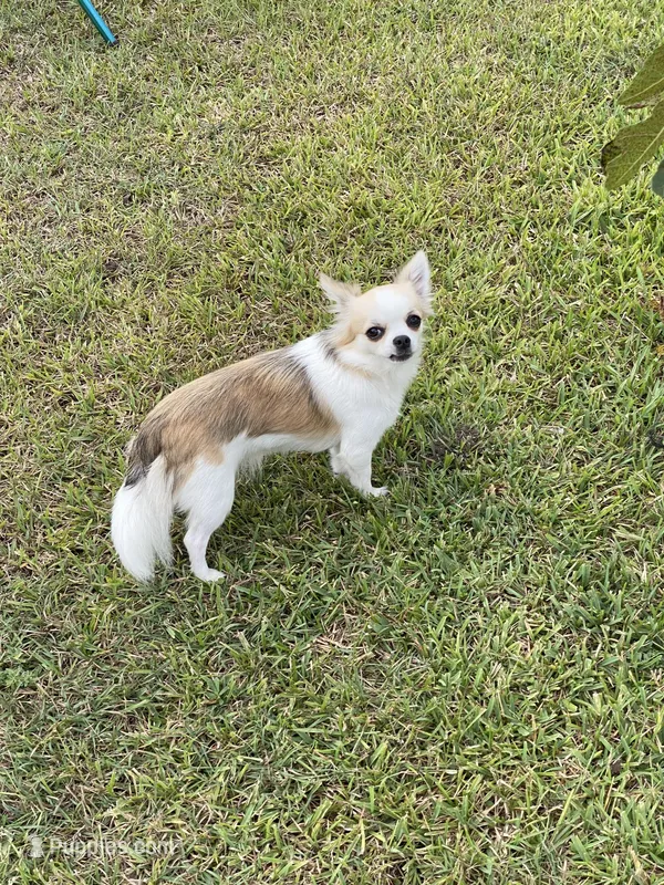 FiFi - AKC – Chihuahua puppy for sale in Brenham, TX