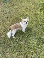FiFi - AKC, a female Chihuahua for sale in Brenham, TX – Photo 1 of 5