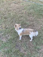 FiFi - AKC, a female Chihuahua for sale in Brenham, TX – Photo 3 of 5