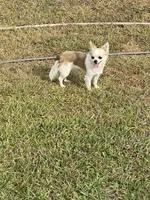 FiFi - AKC, a female Chihuahua for sale in Brenham, TX – Photo 4 of 5