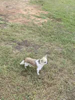 FiFi - AKC, a female Chihuahua for sale in Brenham, TX – Photo 5 of 5