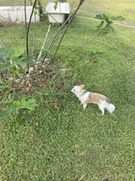 FiFi - AKC, a female Chihuahua for sale in Brenham, TX – Photo 2 of 5