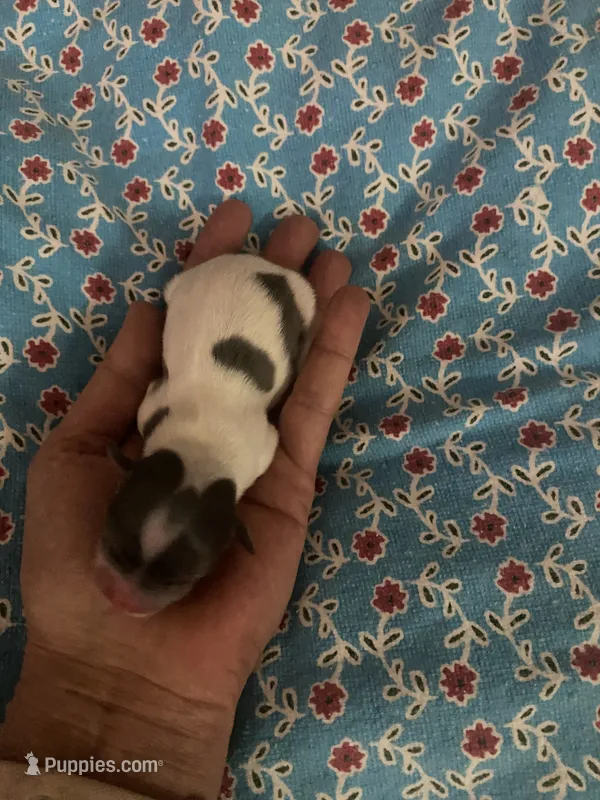 Milo (long coat) – Chihuahua puppy for sale in Brenham, TX
