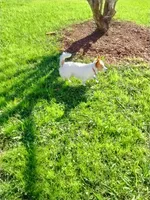 Lilah (long coat), a female Chihuahua for sale in Brenham, TX – 7 of 7