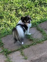 Pearl (long coat), a female Chihuahua for sale in Brenham, TX – 4 of 8