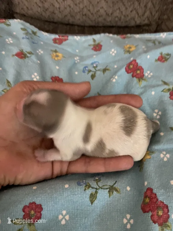 Pearl (long coat) – Chihuahua puppy for sale in Brenham, TX