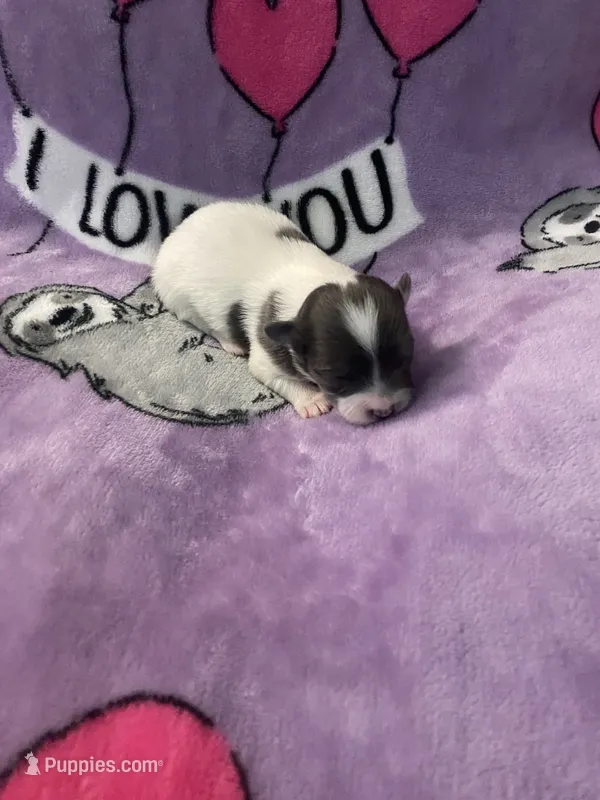 Milo (long coat) – Chihuahua puppy for sale in Brenham, TX