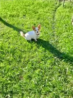 Pearl (long coat), a female Chihuahua for sale in Brenham, TX – 7 of 8