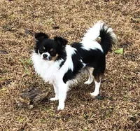 Pearl (long coat), a female Chihuahua for sale in Brenham, TX – 6 of 8