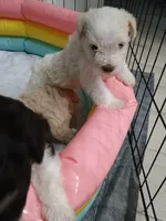 Bruno, a male Miniature Schnauzer for sale in West Palm Beach, FL – 2 of 5