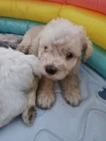 Latte, a female Miniature Schnauzer for sale in West Palm Beach, FL – 3 of 6