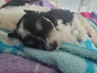 Oreo, a female Miniature Schnauzer for sale in West Palm Beach, FL – 2 of 7