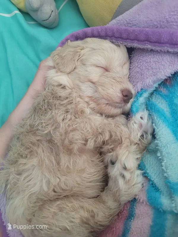 Latte – Miniature Schnauzer puppy for sale in West Palm Beach, FL