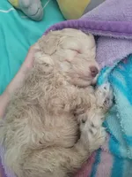 Latte, a female Miniature Schnauzer for sale in West Palm Beach, FL – 1 of 6