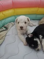 Bruno, a male Miniature Schnauzer for sale in West Palm Beach, FL – 3 of 5